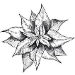 pic of poinsettia