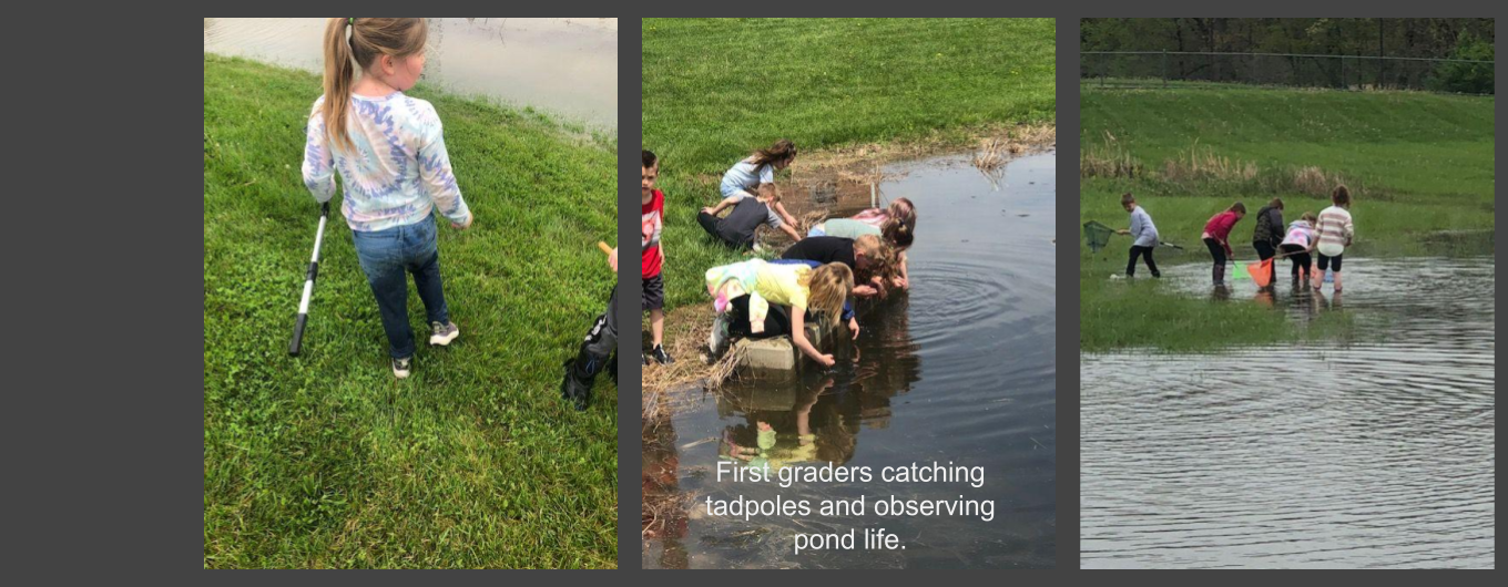 First Graders in the pond looking for tadpoles